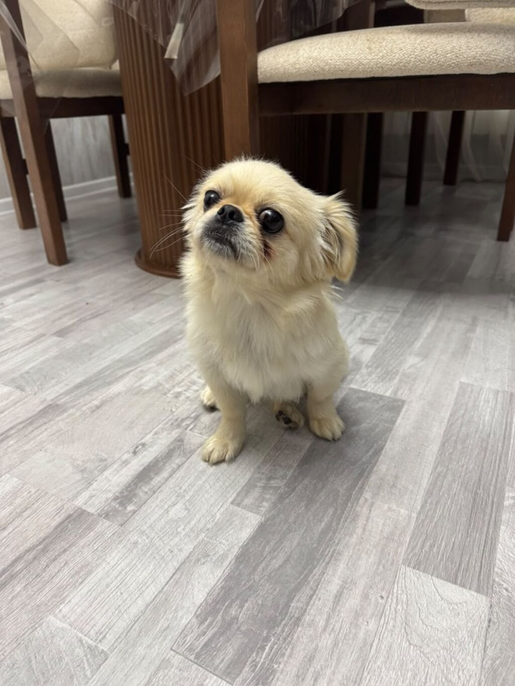 Pekines, Peyvəndli — Köpəklər, Bakı (7)