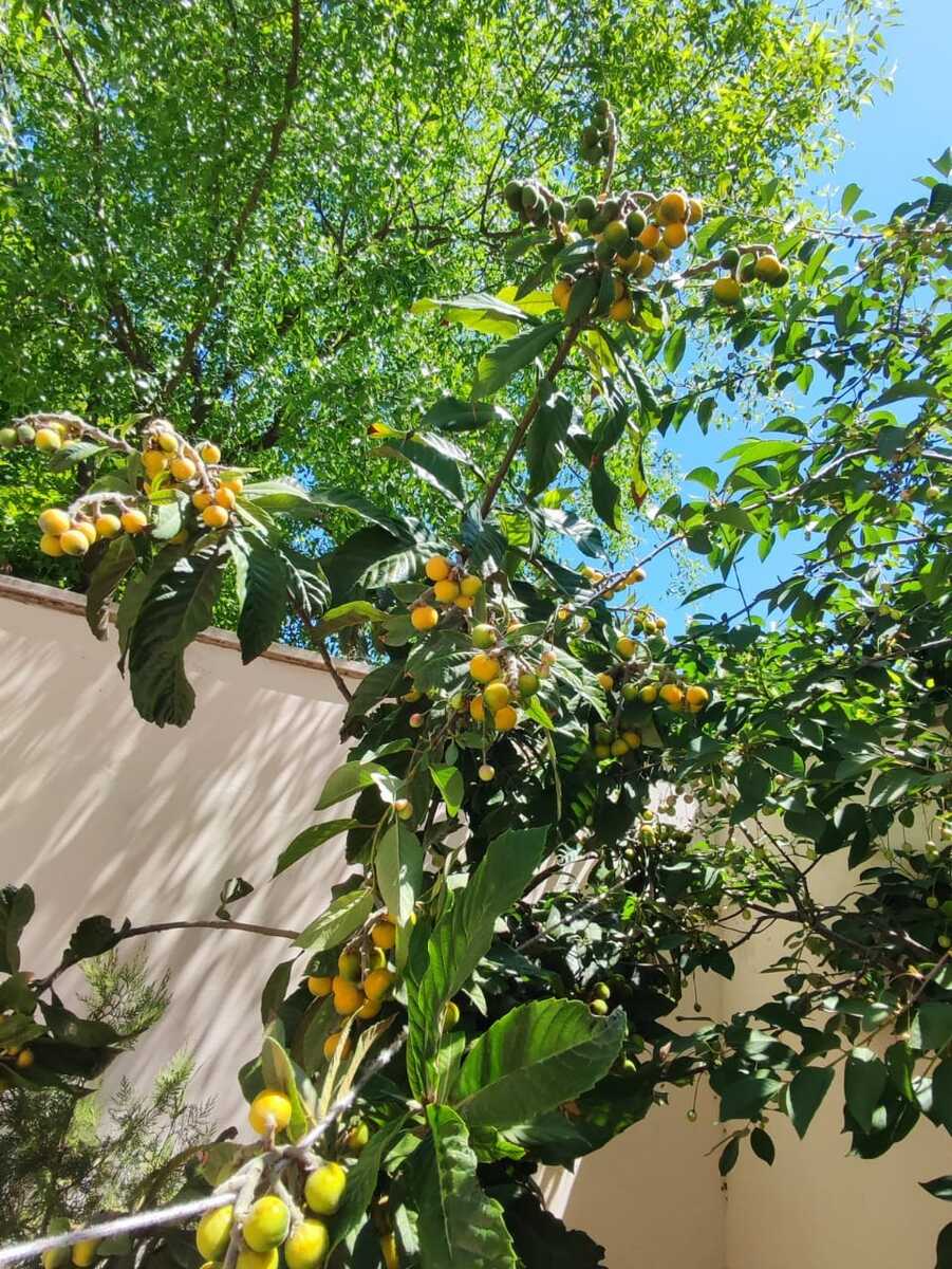 Satılır 3 otaqlı həyət evi/bağ evi 120 m² — Ev, villa, Bakı (5)