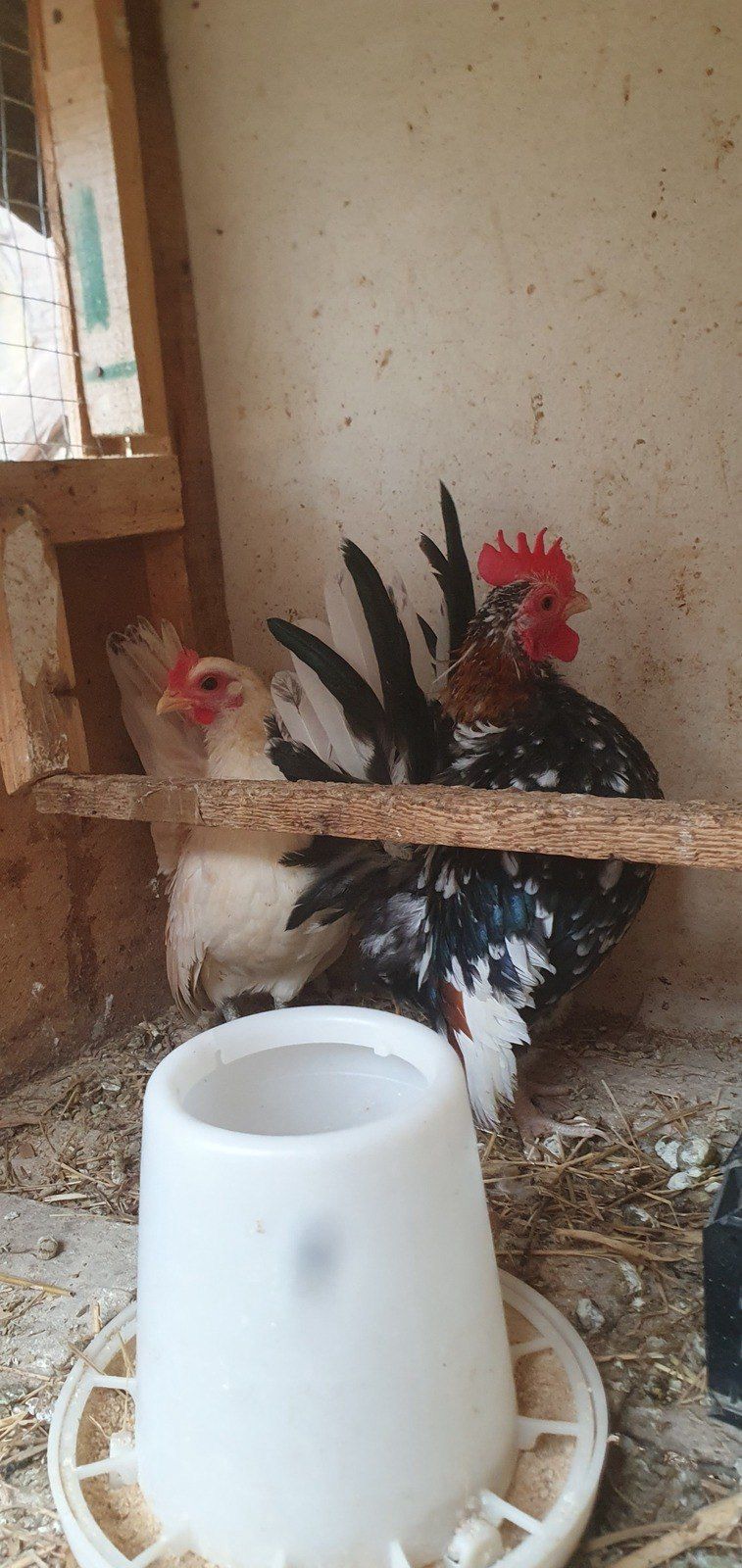 Serama toyuq və xoruzu — Quşlar, Gəncə (2)