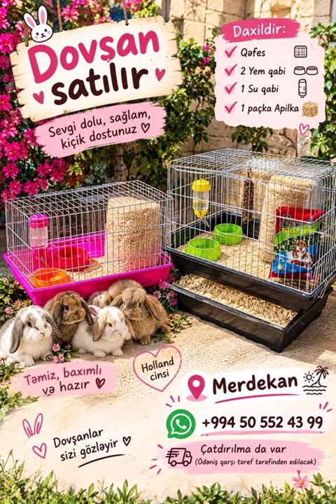Mərdəkan bölgəsindən Holland cinsi dovşanlar satılır – sevgi dolu — Digah