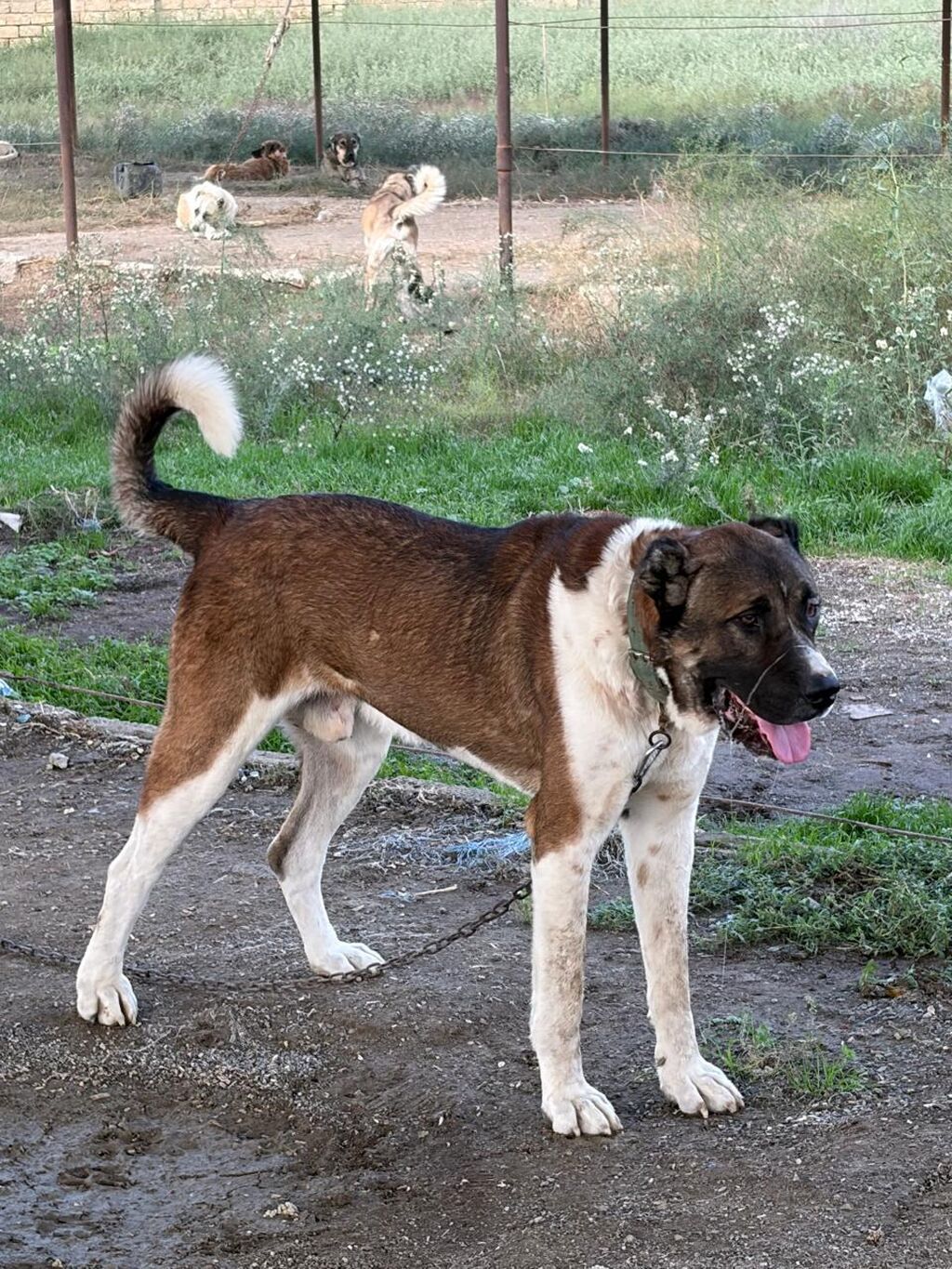 Qurdbasar, 2 il, Erkək, Peyvəndli, Rayonlara çatdırılma — Köpəklər, Mehdiabad (5)