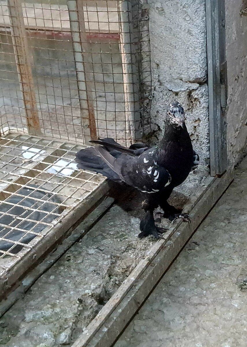 Göyərçin — Quşlar, Bakı (3)