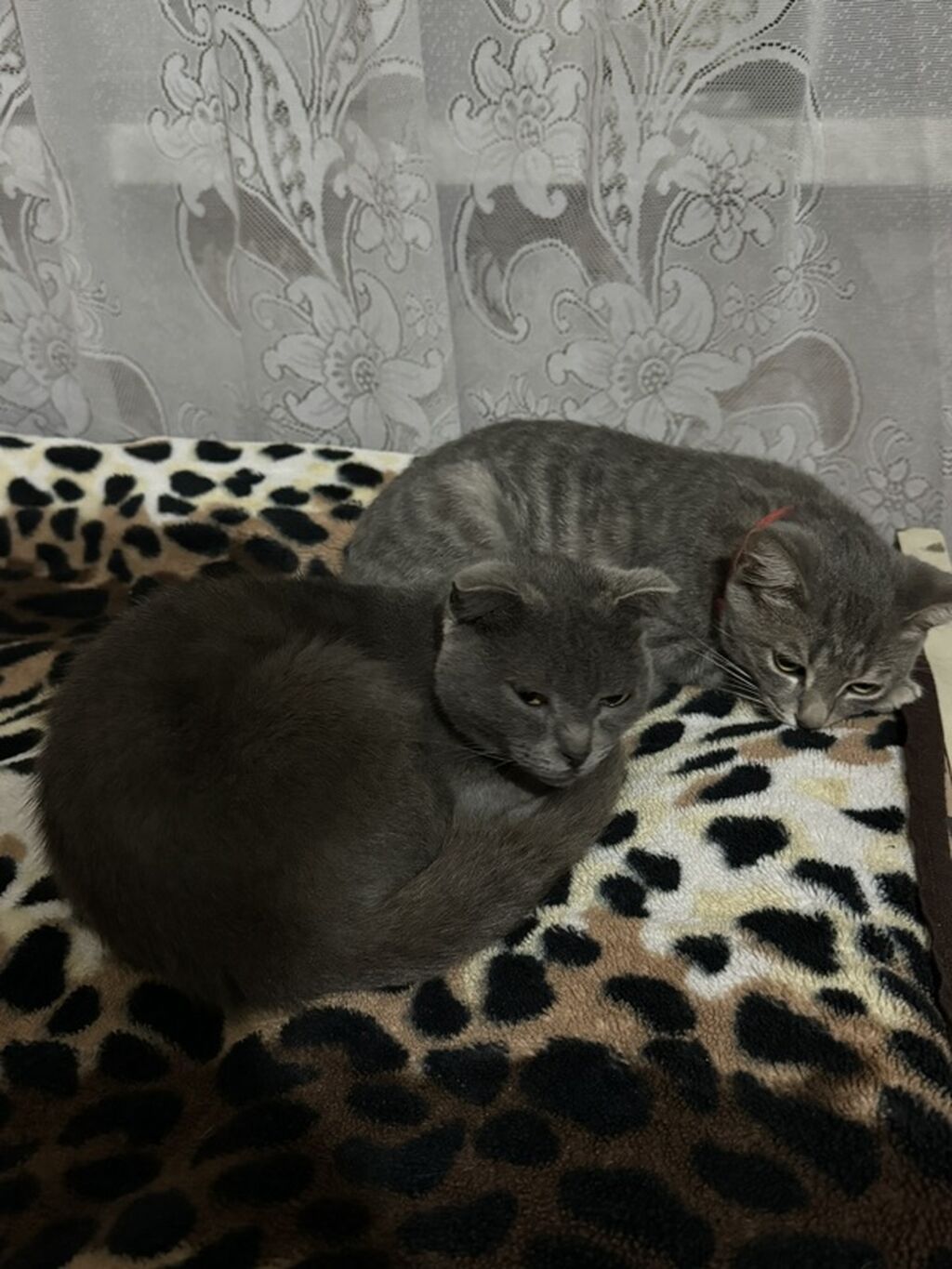 Şotland yastı qulaq, Yaxşı əllərə — Pişiklər, Gəncə