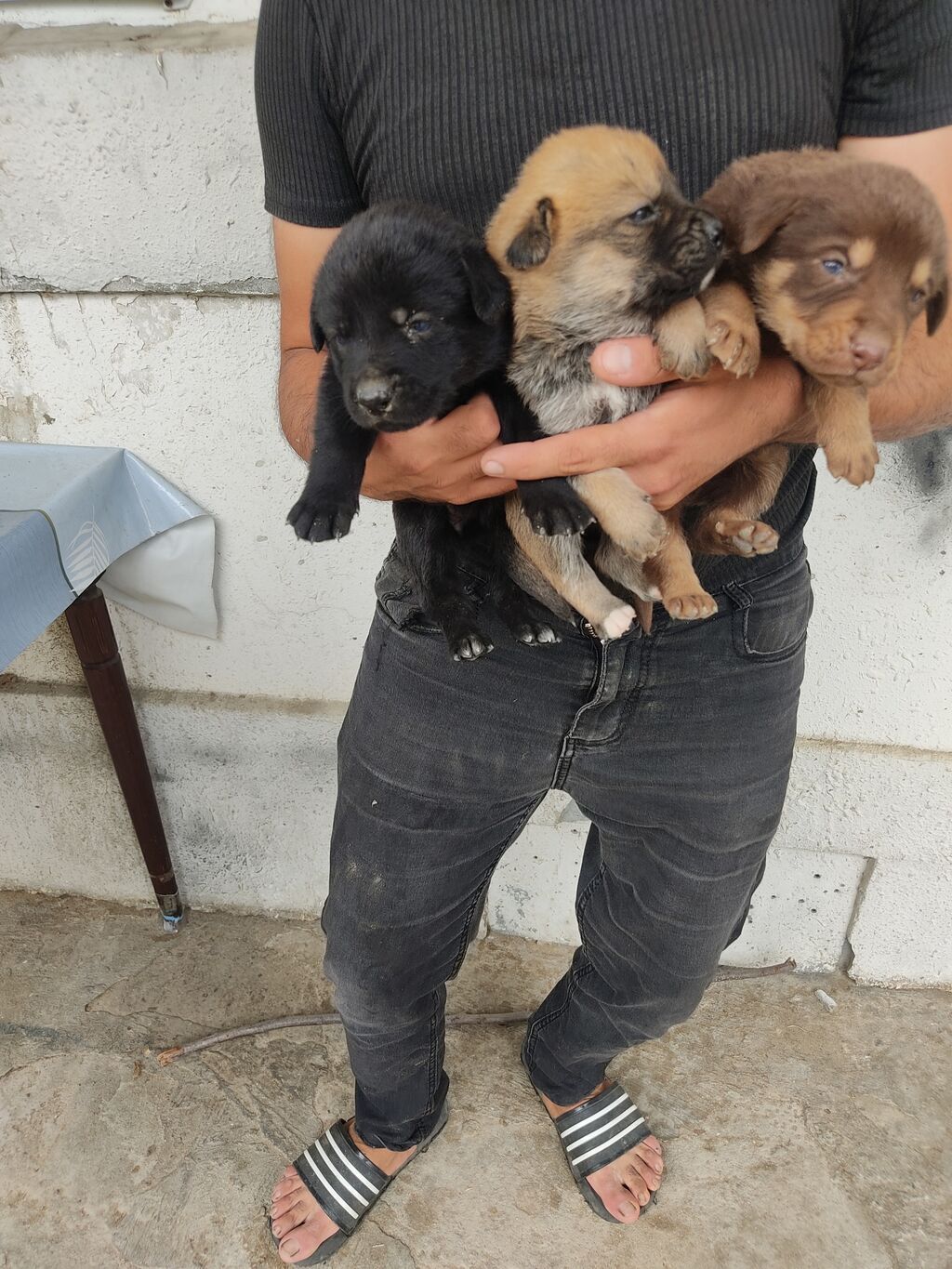 Zvonok, 1 ay, Dişi — Köpəklər, Digah (6)