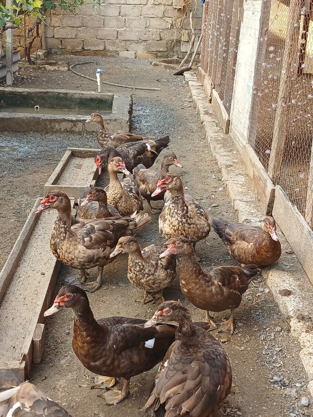 Krasnadar Lal ördəklər satilir təmiz sortdur qiymət öldürməyə calisma — Digərləri, Digah