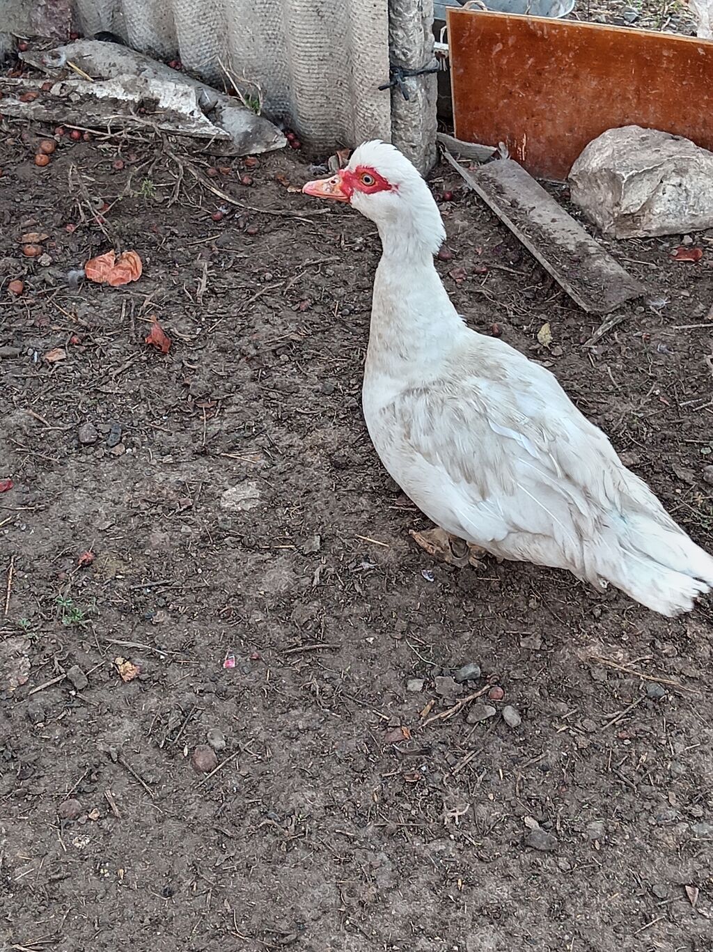 Dişi, Lal ördək, Damazlıq, Ünvandan götürmə — Digərləri, Göygöl (3)