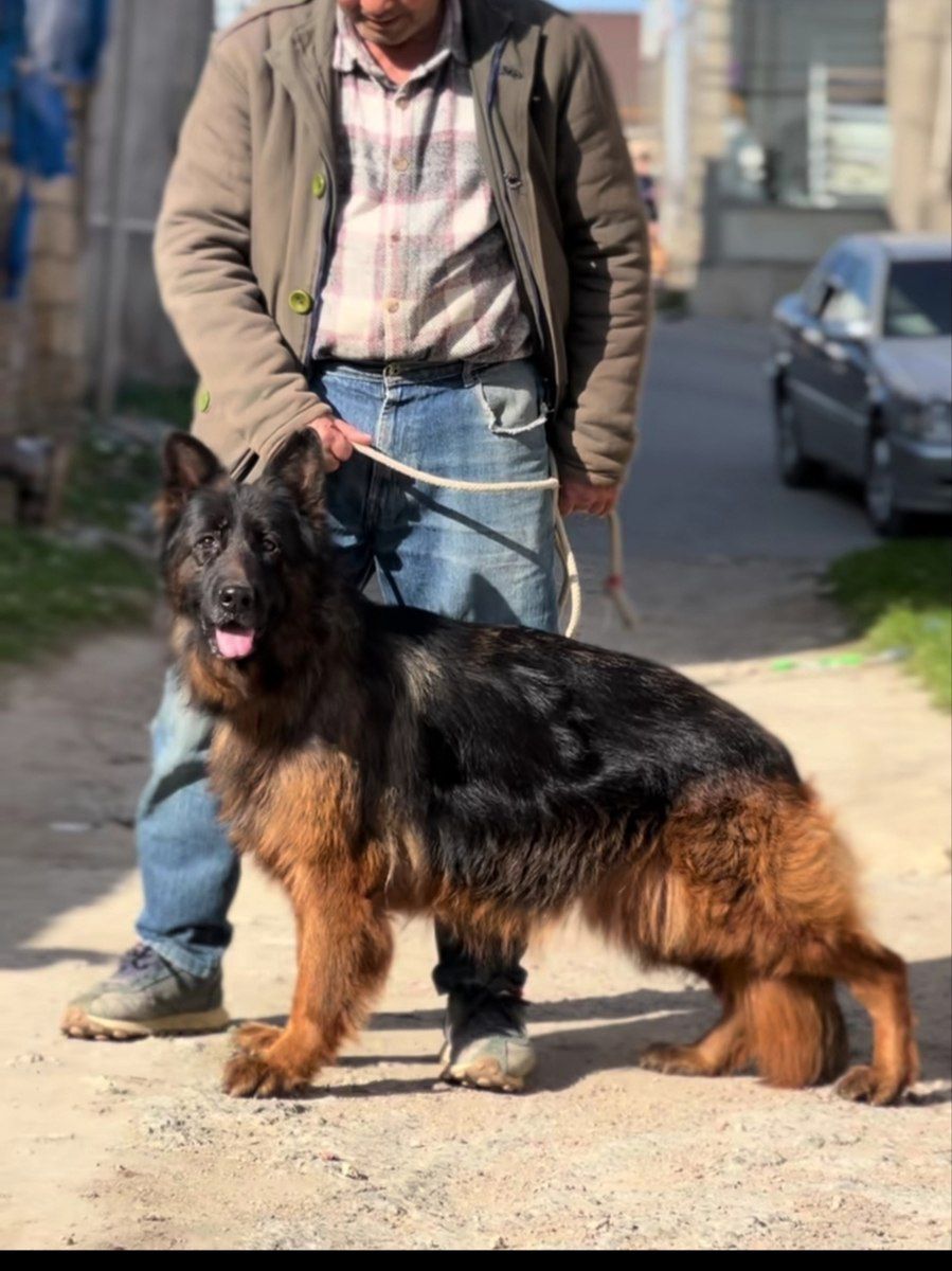 Alman ovçarkası — Köpəklər, Bakı (5)