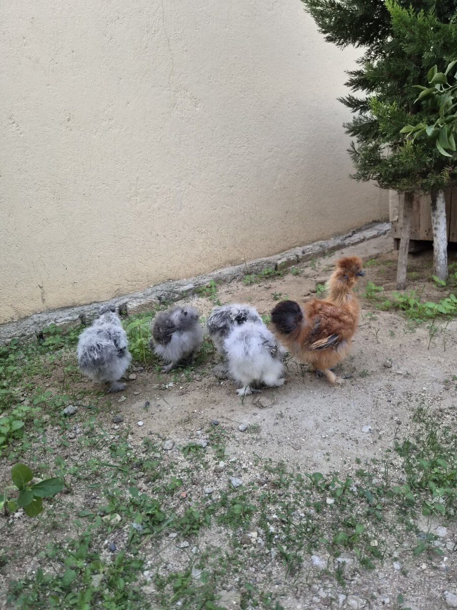 Ponpon cücələr — Quşlar, Bakı (7)