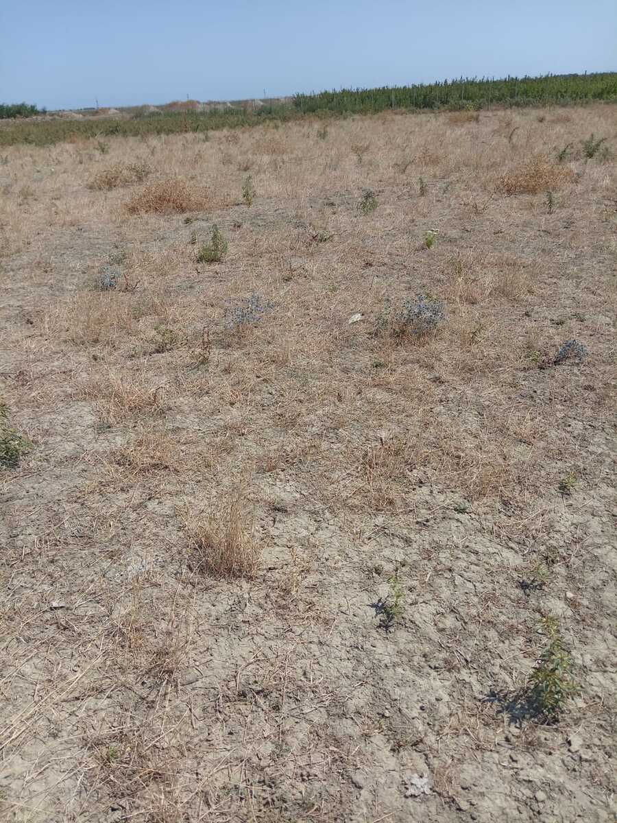 41 sot torpaq sahəsi, Şabran r — Torpaq, Şabran (4)