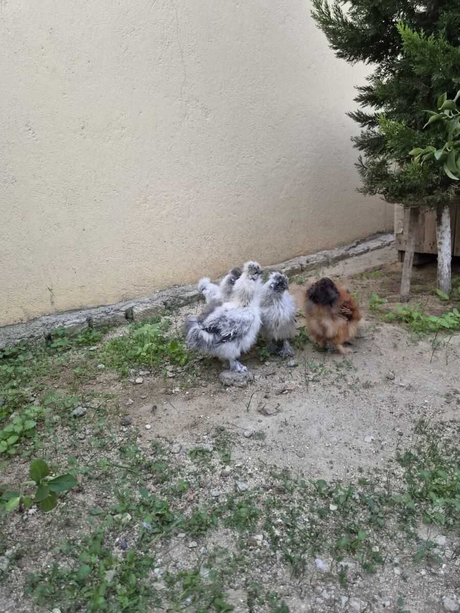 Ponpon cücələr — Quşlar, Bakı (6)
