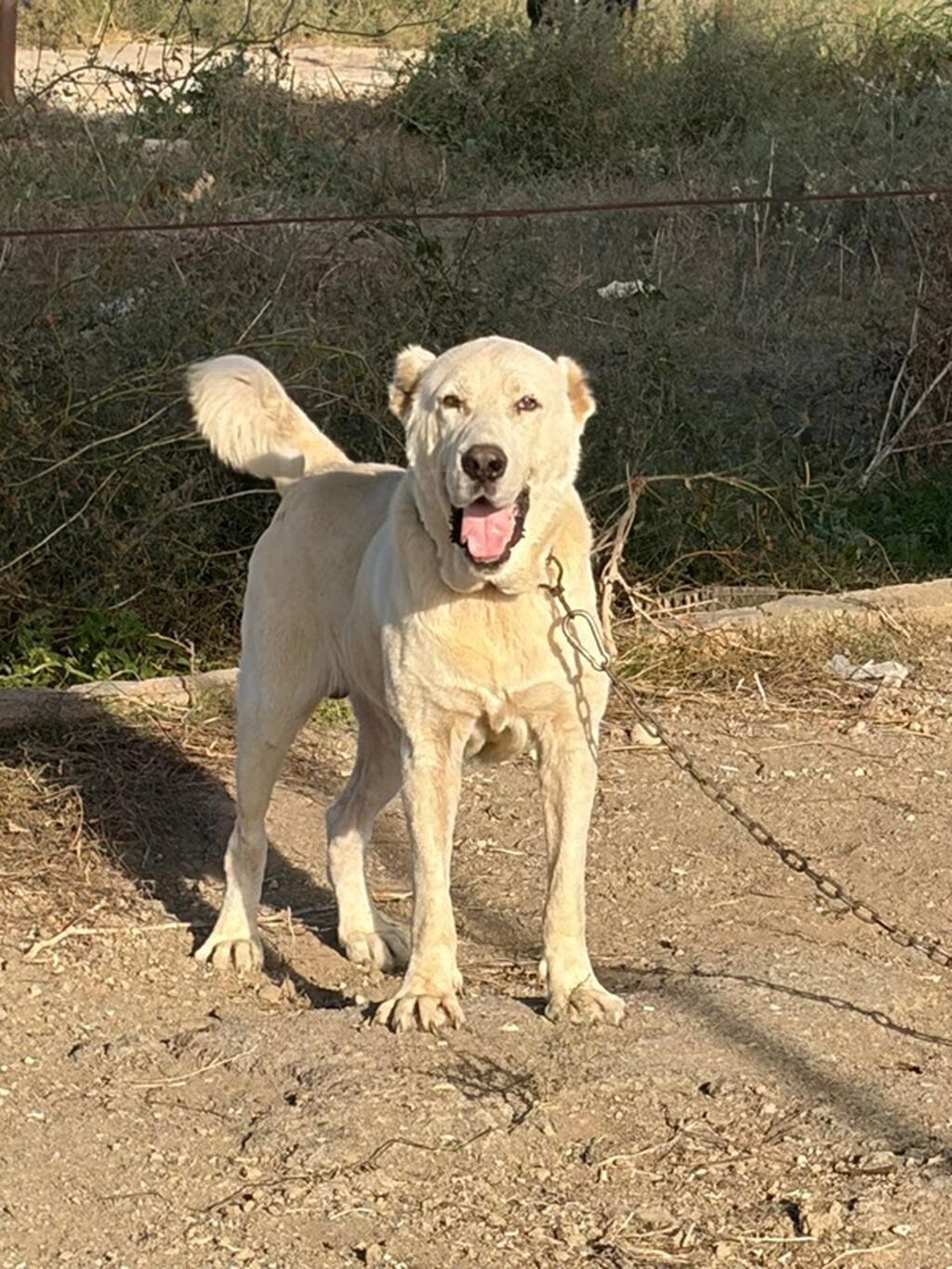 Alabay, 1 il, Erkək, Peyvəndli, Ödənişli çatdırılma — Köpəklər, Mehdiabad (2)