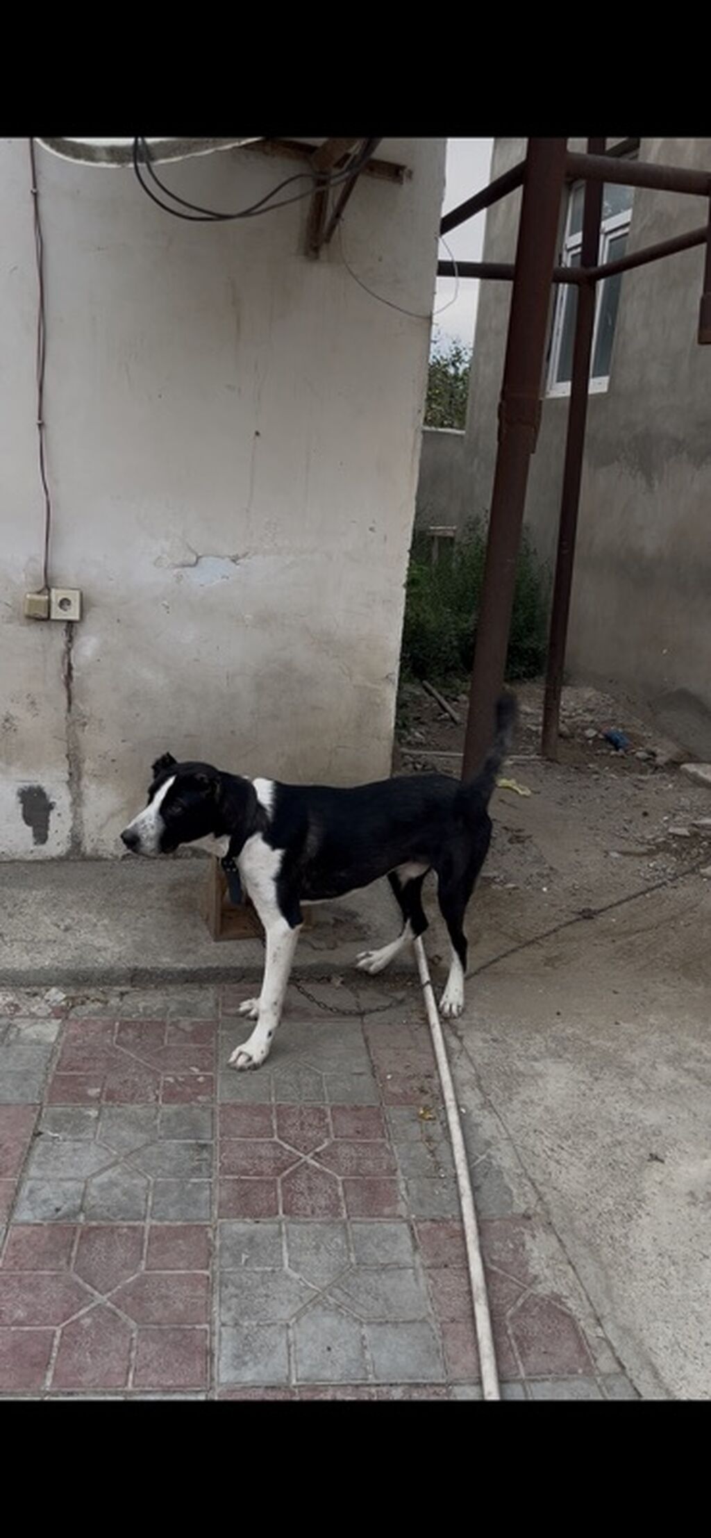 Qurdbasar, 10 ay, Erkək, Peyvəndli, Ünvandan götürmə — Köpəklər, Bakı (2)
