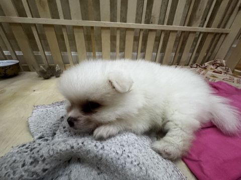 Şpitz, 2 ay, Erkək, Peyvəndli — 650 ₼ · Mehdiabad · Köpəklər Şpitz, 2 ay, Erkək, Peyvəndli — Mehdiabad