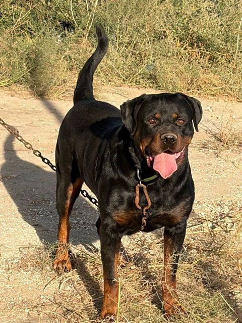 Rotveyler, 2 il, Erkək, Peyvəndli, Ödənişli çatdırılma — 350 ₼ · Mehdiabad · Köpəklər Rotveyler, 2 il, Erkək, Peyvəndli, Ödənişli çatdırılma — Mehdiabad