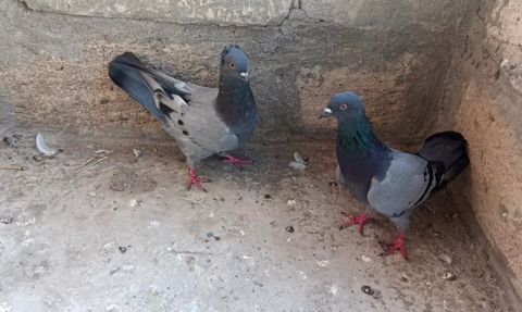 Göyərçinlər — Saatlı