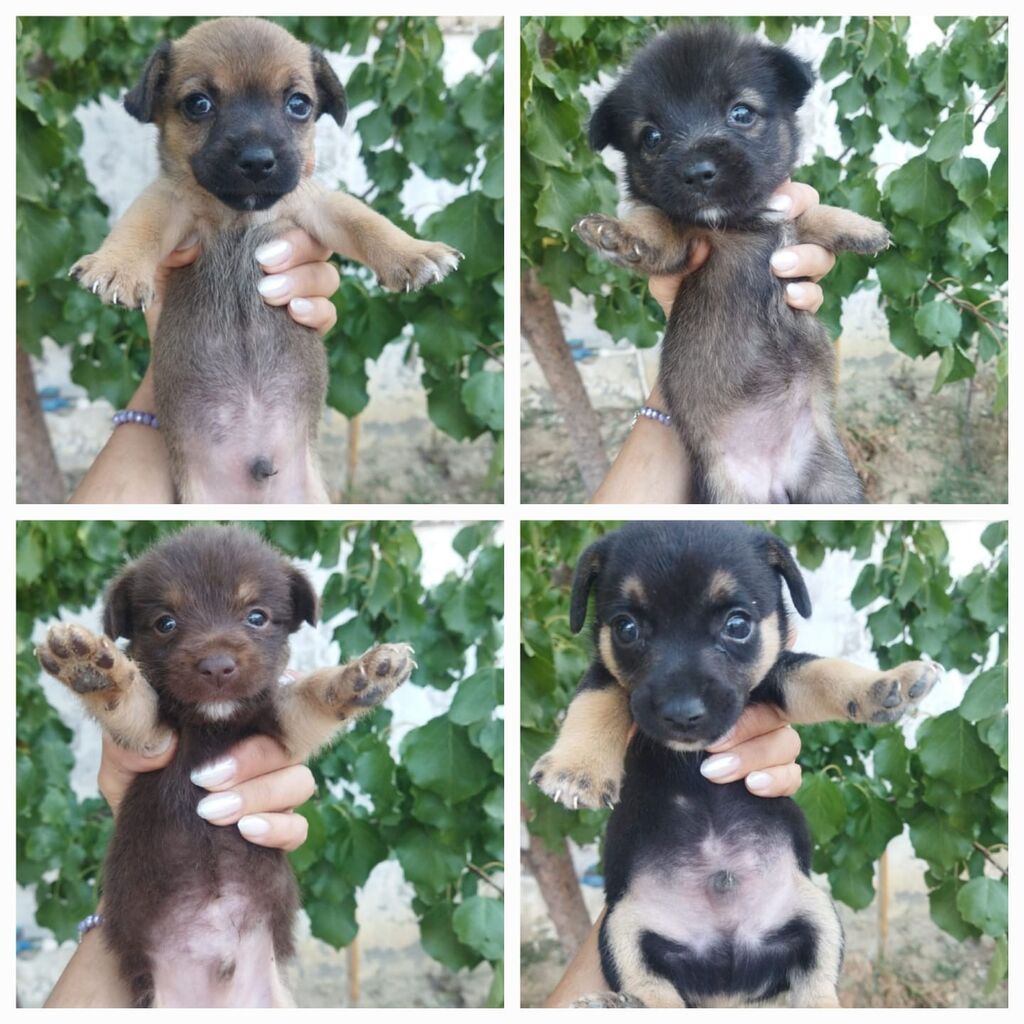 1 ay — Köpəklər, Bakı