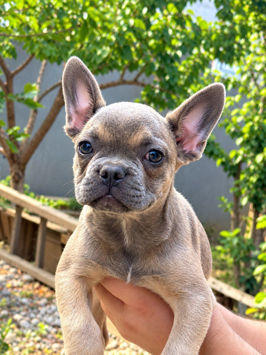 Fransız Bulldog — Köpəklər, Gəncə (3)