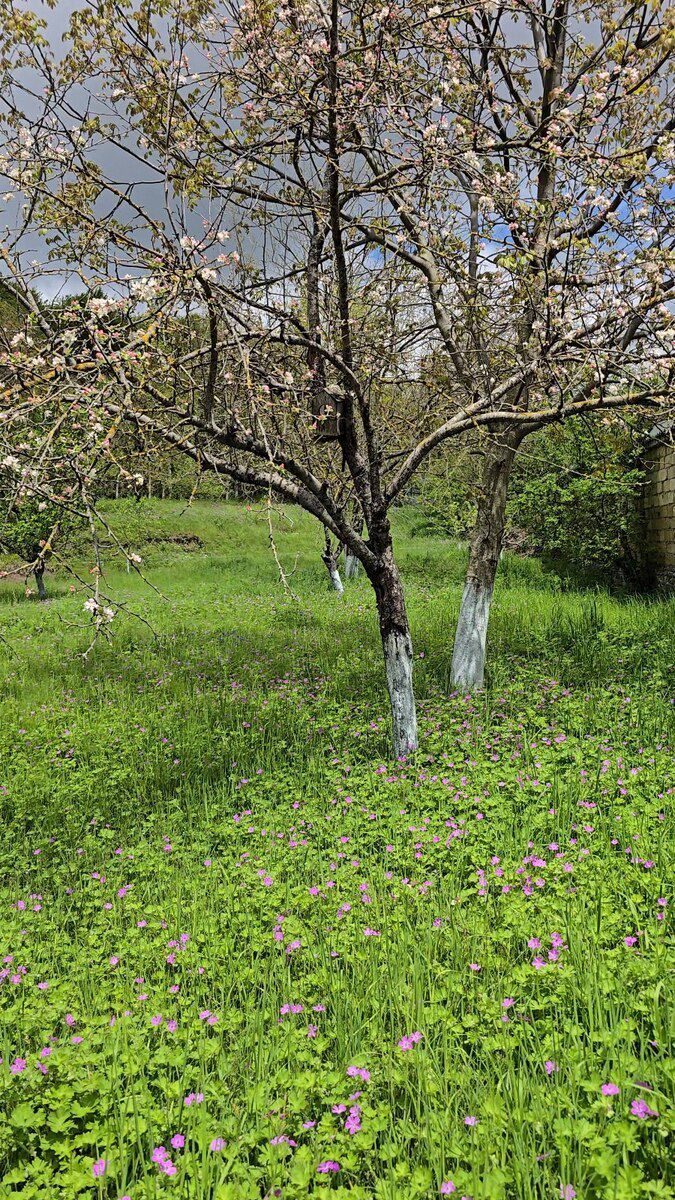 5 sot torpaq sahəsi, Qəbələ r — Torpaq, Qəbələ (2)