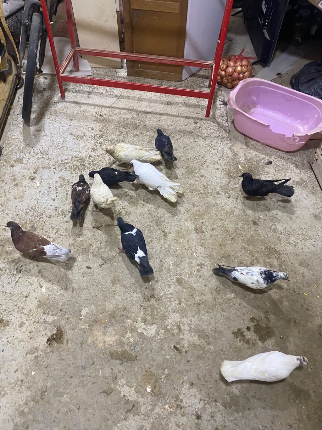Sağlam heyvalardır 11eded tergizme icinde sat verende var tek tek — Göyərçin, Digah (2)