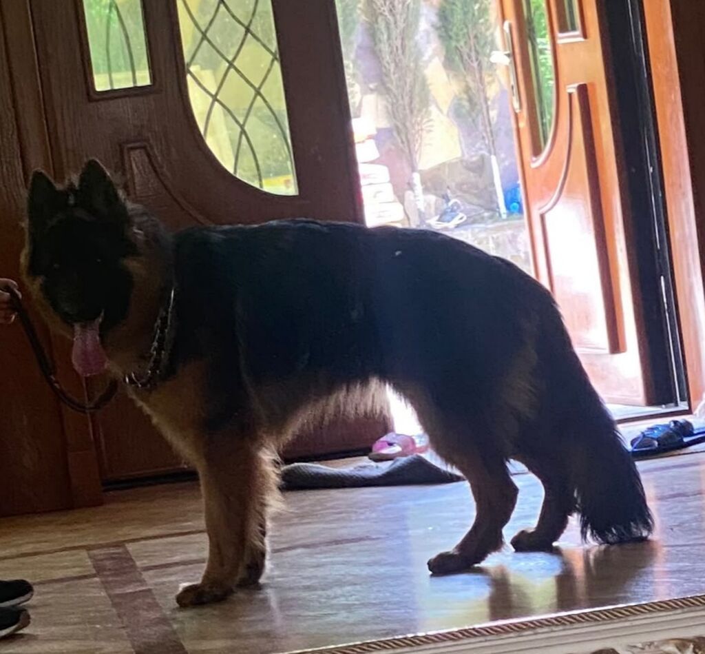 Alman çoban iti, 2 il, Erkək, Cütləşmə üçün — Köpəklər, Digah