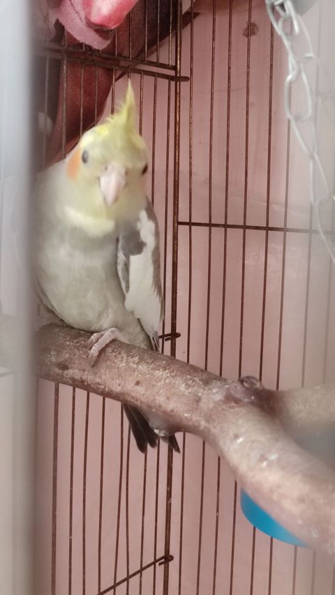 Nimfa tutuquşu (Cockatiel) - Növ: Nimfa (Nymphicus hollandicus) — Bakı