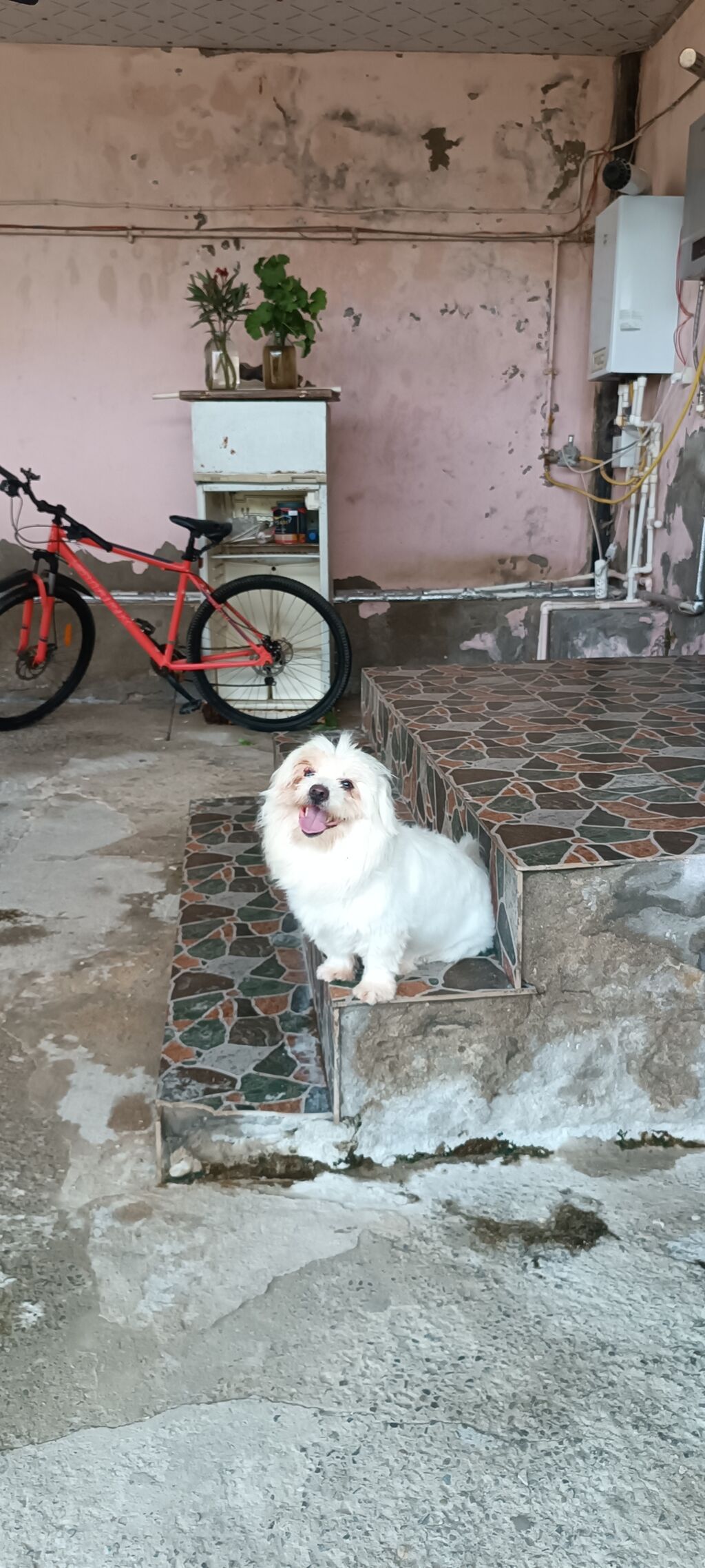 Bolonka — Köpəklər, Bakı (10)