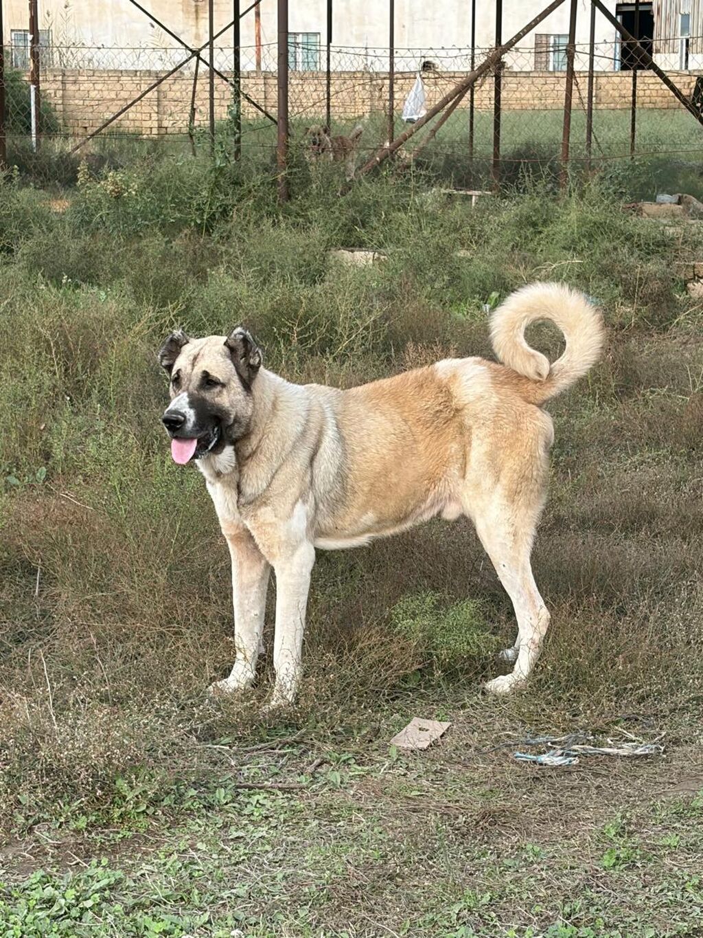 Qurdbasar, 3 il, Erkək, Peyvəndli, Rayonlara çatdırılma — Köpəklər, Mehdiabad (4)