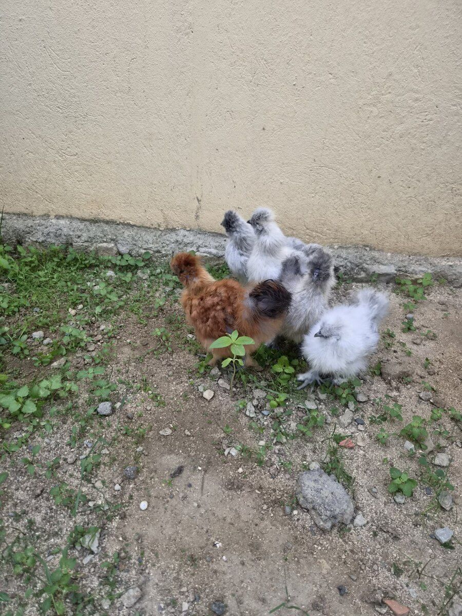 Ponpon cücələr — Quşlar, Bakı (5)