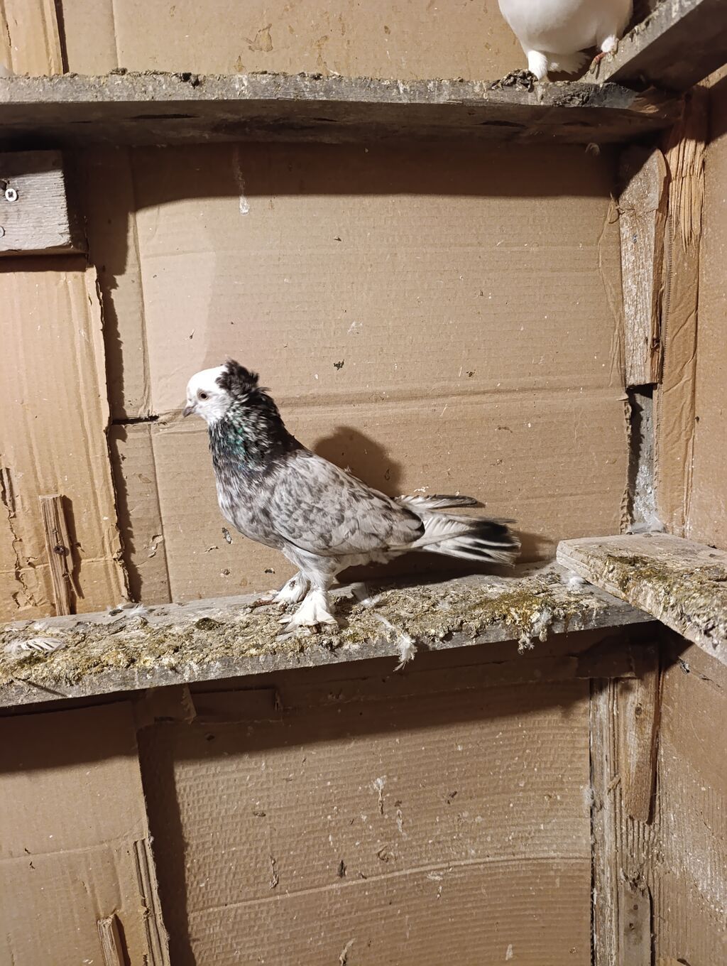 Biri erkey biri mayadi ama çit deyiler unvan ayraport teref aviyasiya — Göyərçin, Digah (3)
