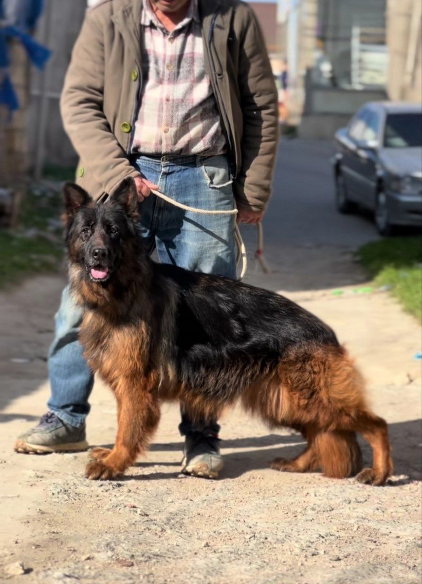Alman ovçarkası — Köpəklər, Bakı