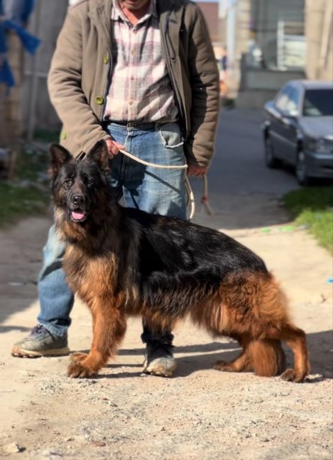Alman ovçarkası — 350 ₼ · Bakı · Köpəklər Alman ovçarkası — Bakı