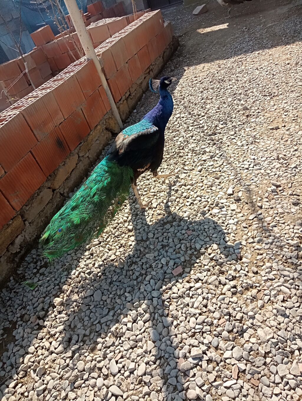 Bir cut erkek disi və 2 balasi var.balalar 4 ayliqdi.boyuklər isə 4 — Digərləri, Xırdalan