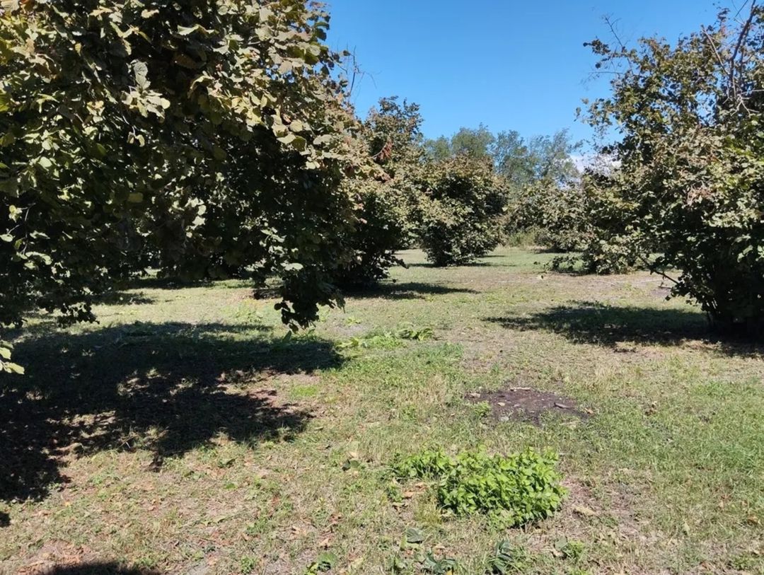 Satılır torpaq 70 sot — Torpaq, Qəbələ (5)