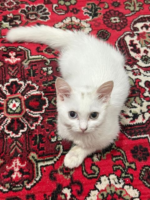 Türk anqorı — 150 ₼ · Bakı · Pişiklər Türk anqorı — Bakı