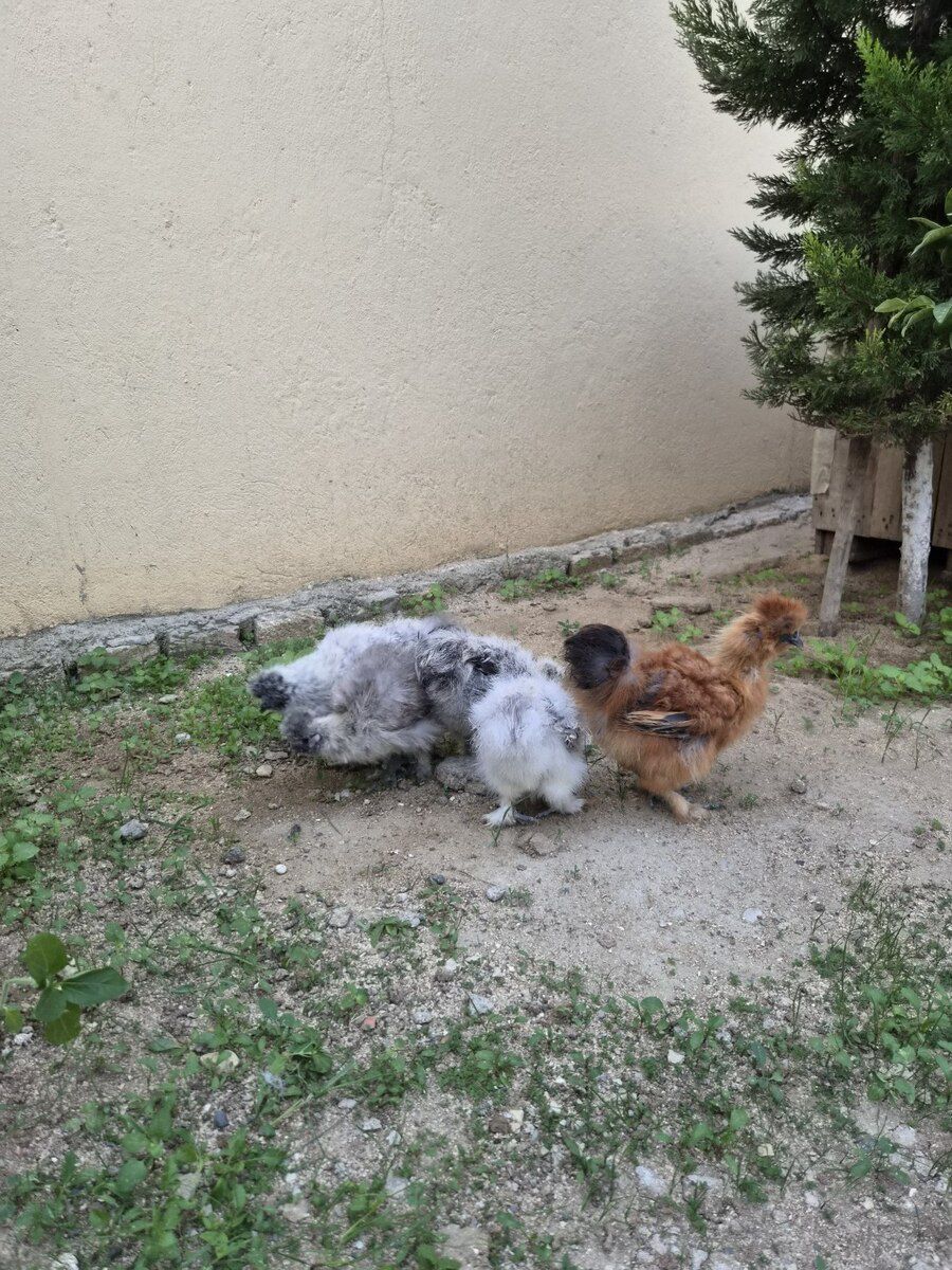 Ponpon cücələr — Quşlar, Bakı (10)