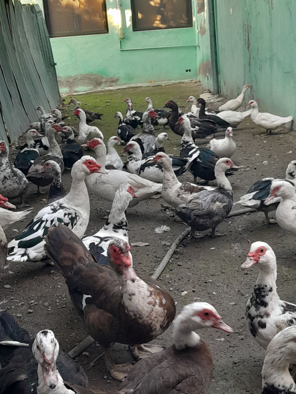 Kom halda hamsi 20 manatdan xoruzlu fereli tek tek 15 20 manat fereler — Digərləri, Gəncə (4)