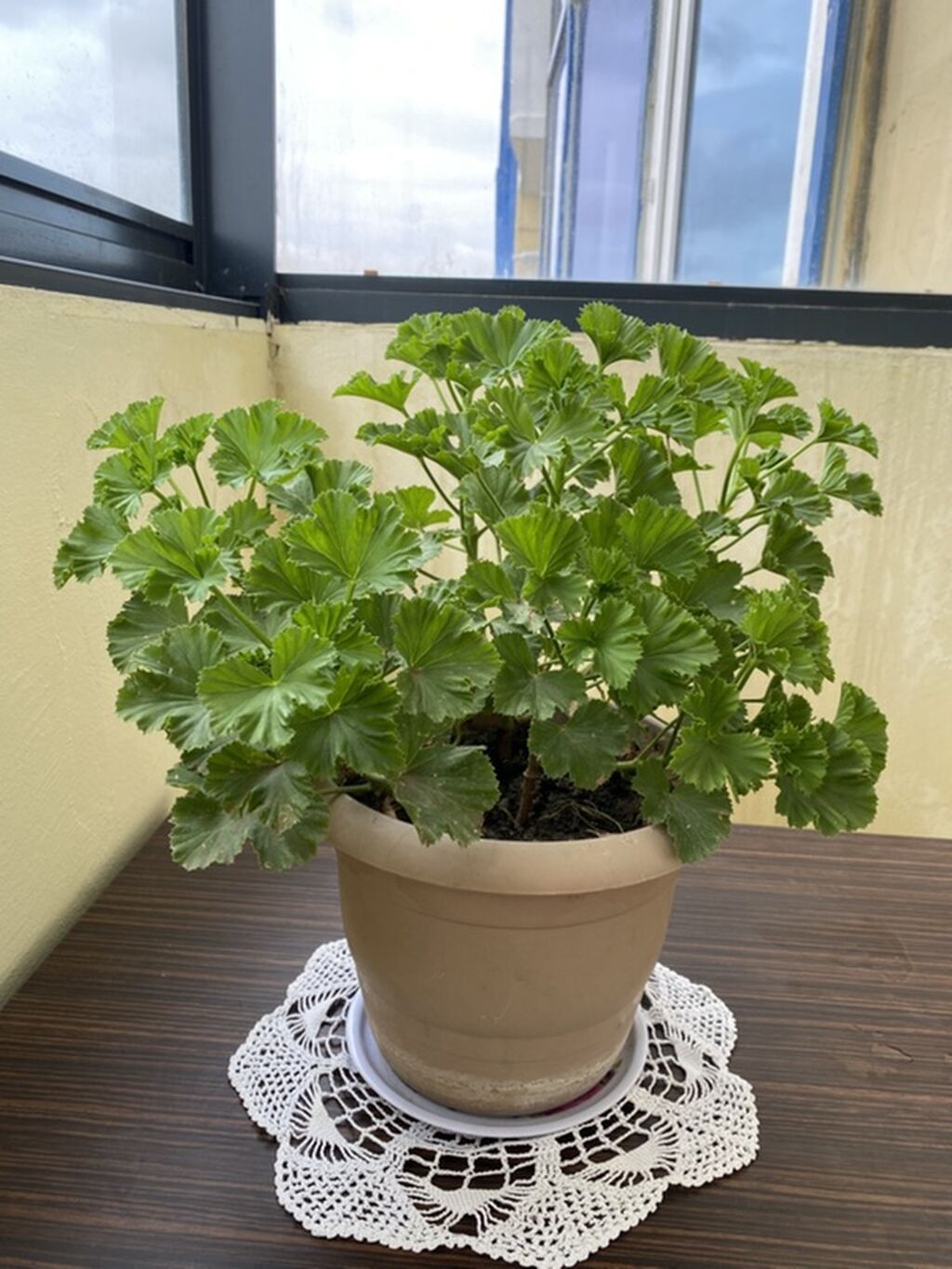 Pelargonium (qolf yapraqlı ətirli muşmula/geranium) - Bitki tipi — Qapı bitkələri, Digah (2)