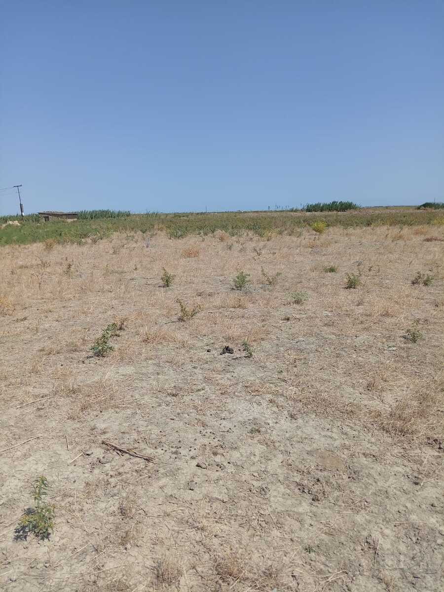 41 sot torpaq sahəsi, Şabran r — Torpaq, Şabran (8)