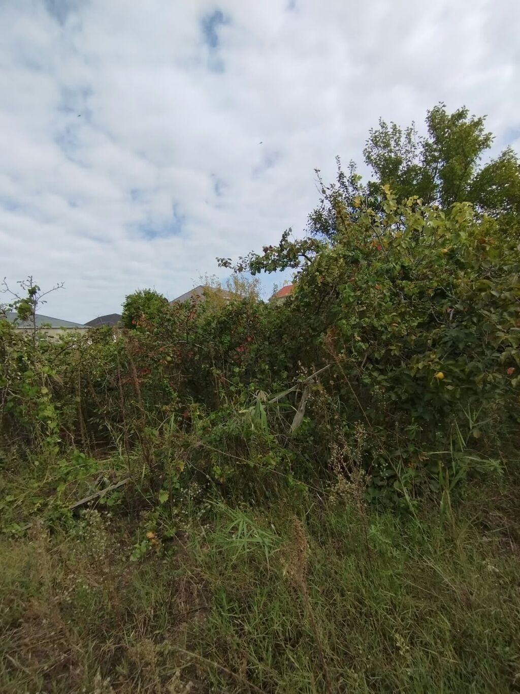 4 sot, Kənd təsərrüfatı, Mülkiyyətçi, Kupça (Çıxarış) — Torpaq, Bakı (3)