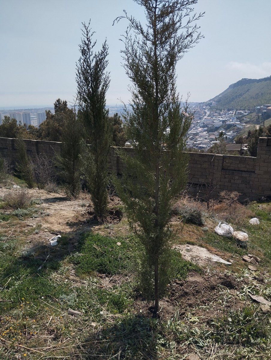 27 sot torpaq sahəsi, Badamdar qəs — Torpaq, Bakı (8)