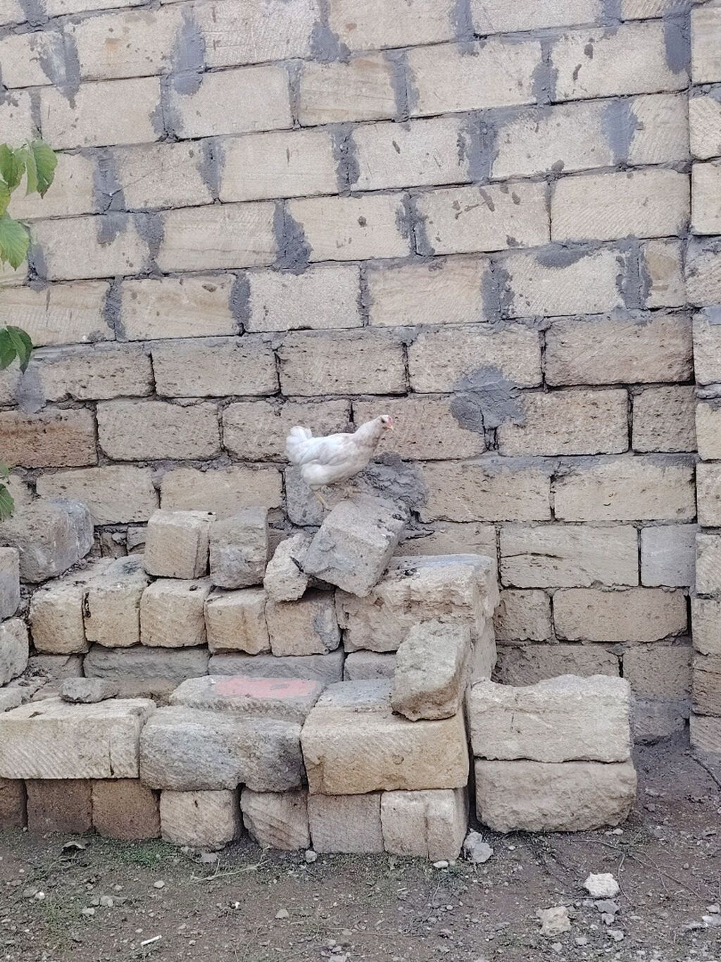 3 aylıq kənd colpasi fərədi — Toyuq və xoruz, Sumqayıt (2)