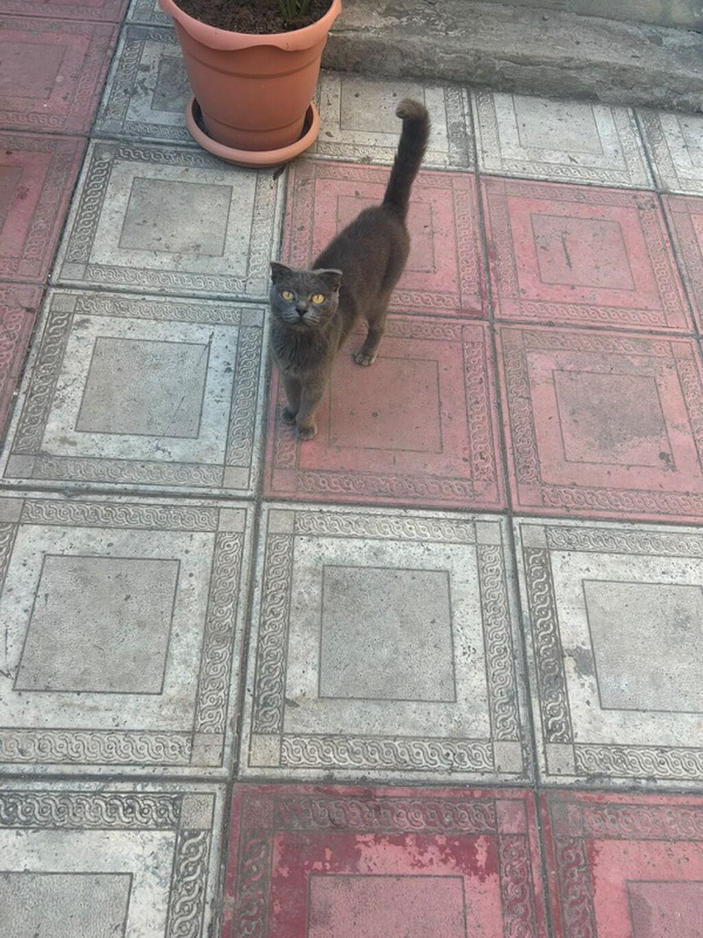 Şotland yastı qulaq, Yaxşı əllərə — Pişiklər, Gəncə (5)
