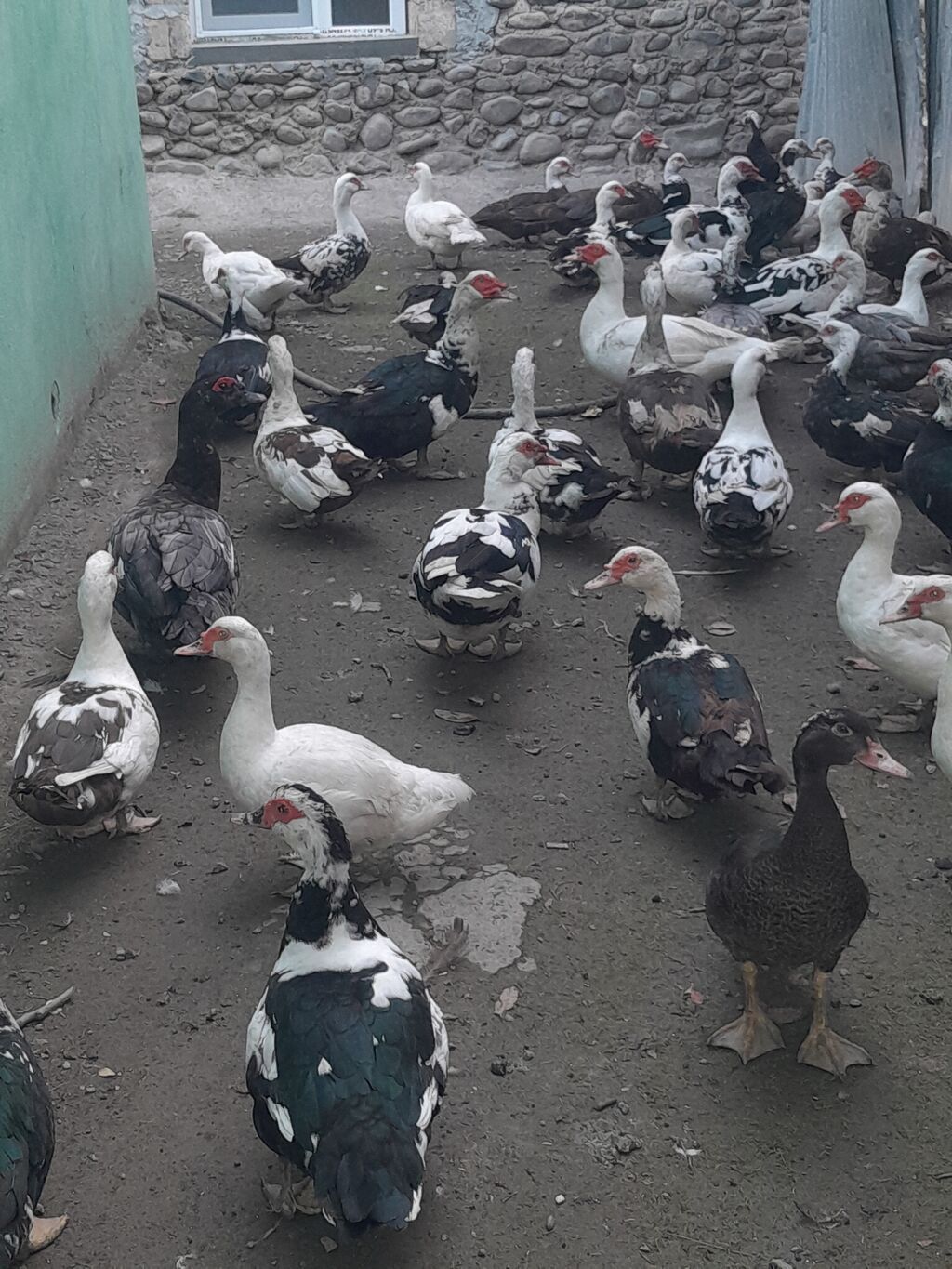 Kom halda hamsi 20 manatdan xoruzlu fereli tek tek 15 20 manat fereler — Digərləri, Gəncə (8)
