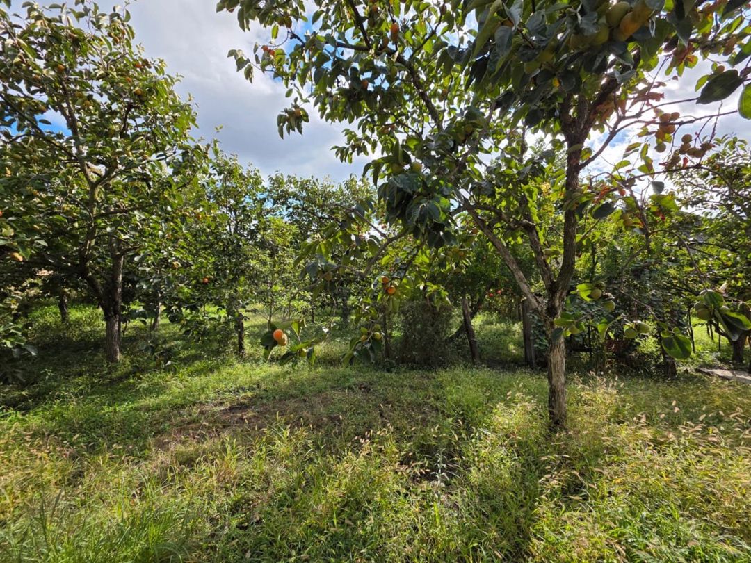 Satılır torpaq 40 sot — Torpaq, Göyçay (5)