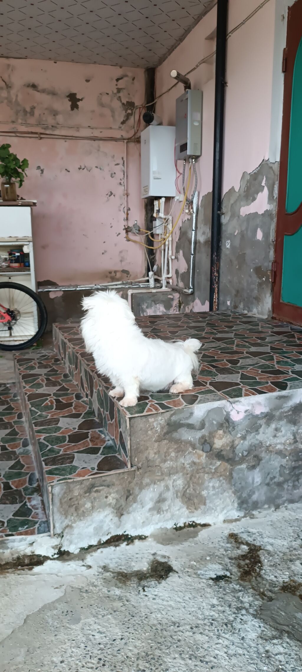 Bolonka — Köpəklər, Bakı (4)
