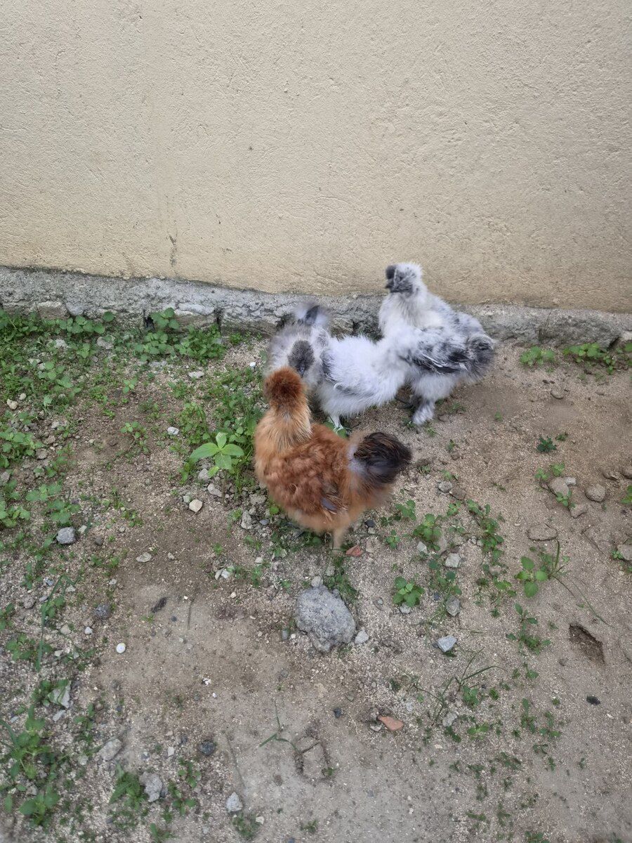 Ponpon cücələr — Quşlar, Bakı (4)