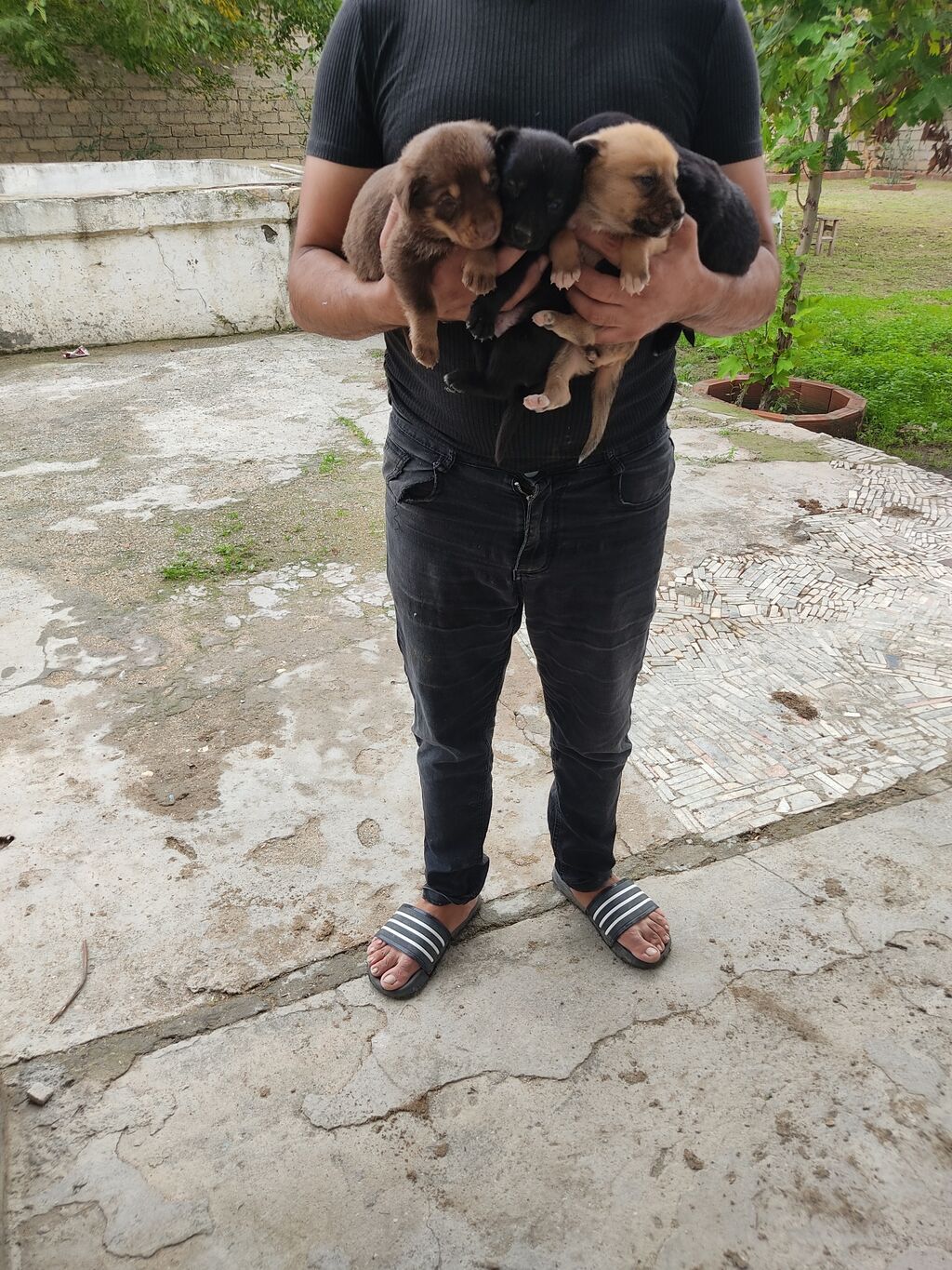 Zvonok, 1 ay, Dişi — Köpəklər, Digah (10)