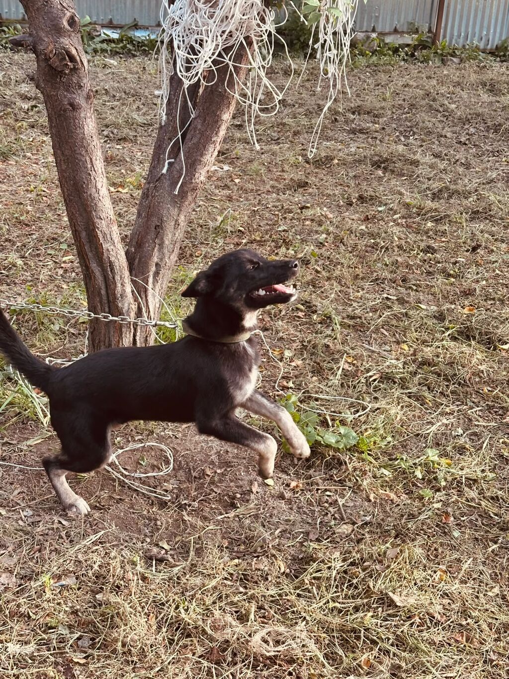 Peyvəndli — Köpəklər, Balakən (2)