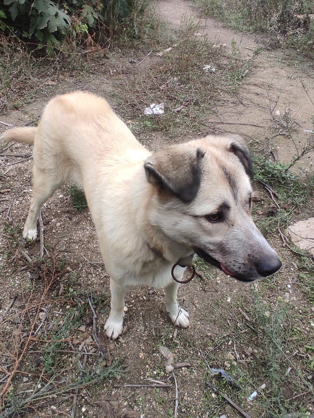 Alabay, 5 ay, Dişi — Köpəklər, Digah (2)