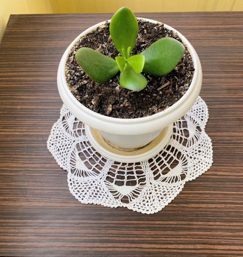 Sukulent – Crassula (Pul Kolu) - Bitki: Crassula ovata (pul kolu) — Digah